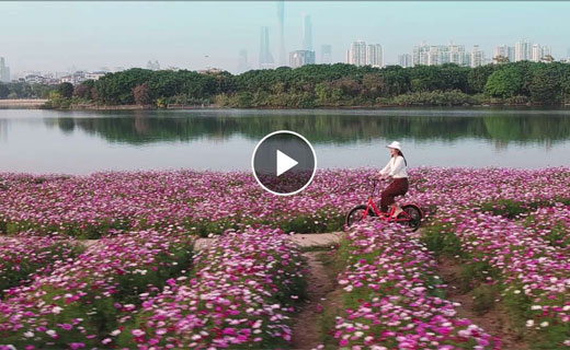花開廣州 盛放世界（城市形象片）.png