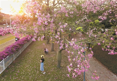 有軌電車兩旁,異木棉和簕杜鵑同時盛放,引來市民拍照。