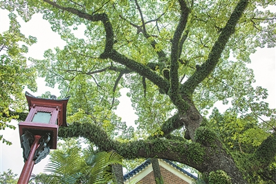 中山紀念堂,朱紅色的仿古燈和綠樹相互映襯,帶出悠遠的歷史感。