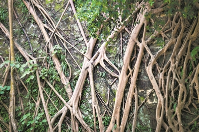 越秀山的明城墻,榕樹盤根錯節,講述著光陰的故事。1