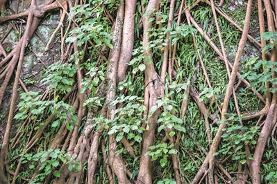 越秀山的明城墻,榕樹盤根錯節,講述著光陰的故事。