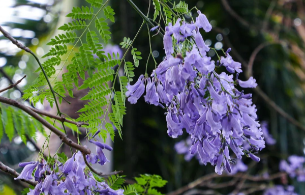 四年來最美艷！廣州藍花楹盛開，打卡攻略快收藏
