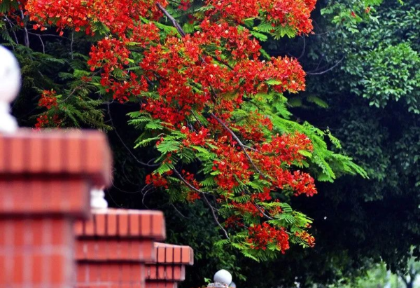 初夏，來花都看花~