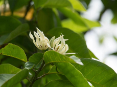 風動暗香濃，始知玉蘭開
