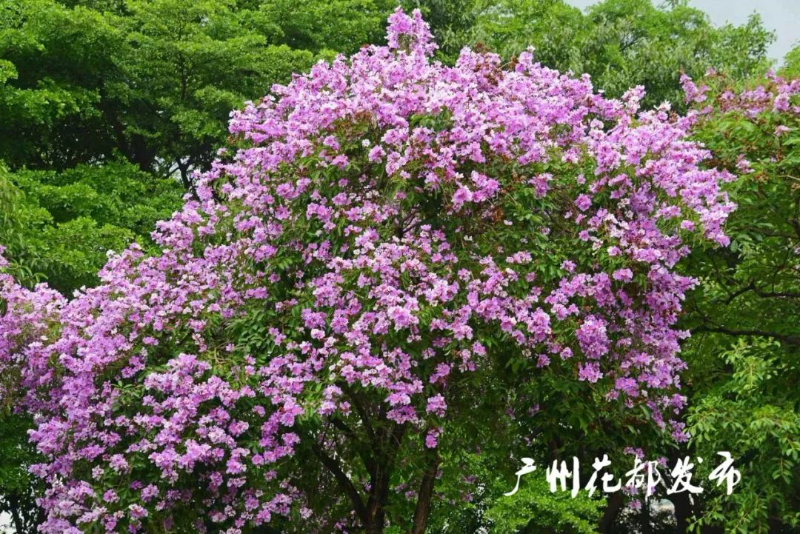 滿街紫薇綻放，花都浪漫等你！