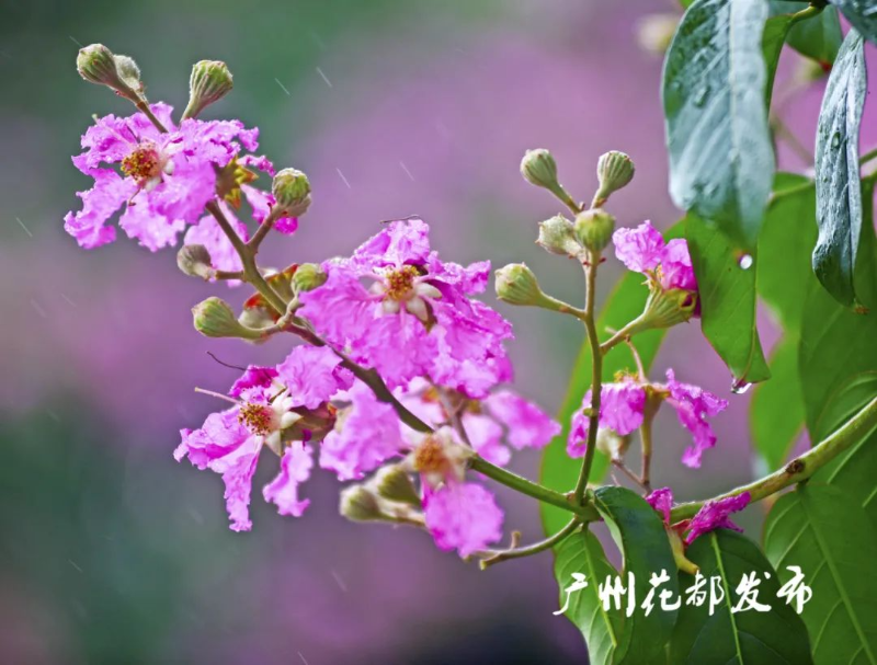 _DSC3605_副本.jpg 圖片