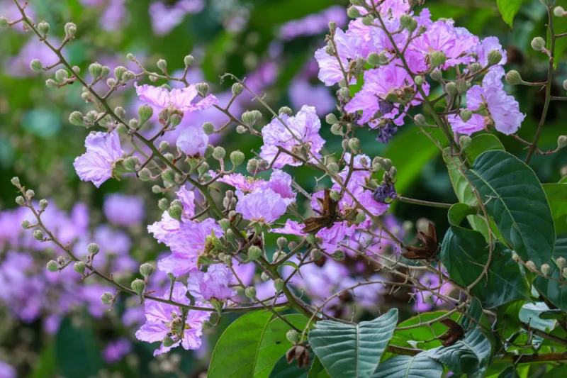 越秀：燦爛若霞！“紫薇仙子”落入凡間秘境