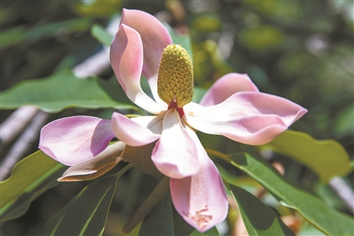 講好中國植物故事 彰顯生物多樣性魅力2.jpg