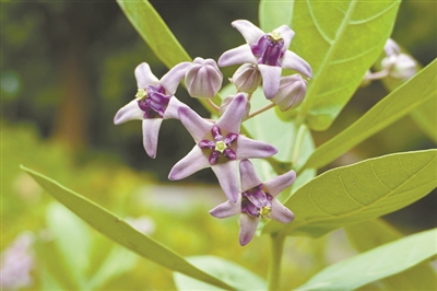 講好中國植物故事 彰顯生物多樣性魅力4.jpg