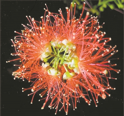 講好中國植物故事 彰顯生物多樣性魅力6.jpg