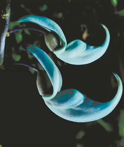 講好中國植物故事 彰顯生物多樣性魅力7.jpg