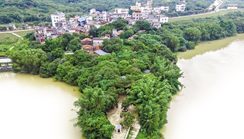 最大“荔枝皇”藏身太平鎮