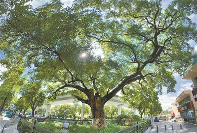 界樹屹立四百年 當年跨過它 就算到了家