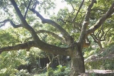 從化三百洞 深隱烏欖王