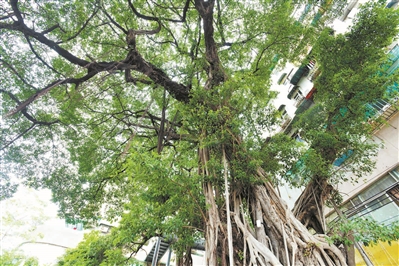 老榕樹下 小憩悠然