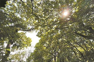將軍要制流星箭 植下錚錚鐵木林