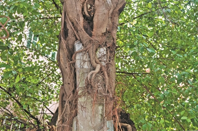 古榕隱古廟 紀念小蟾蜍