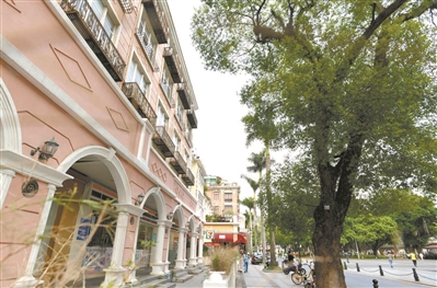 沙面古樟 氣勢磅礴