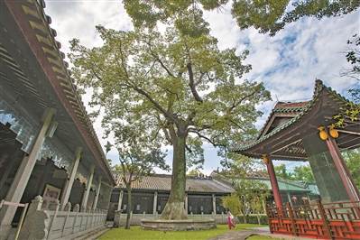 千年古廟百年木 無言守望海絲路