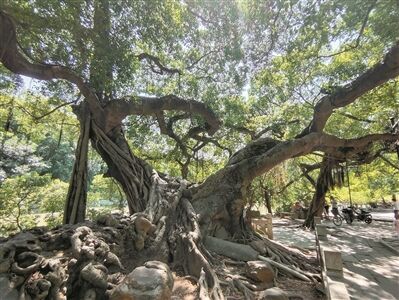 小洲古樹 古色古香