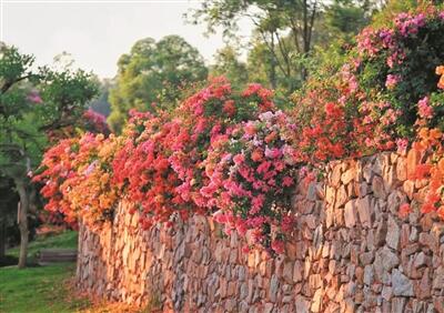 三季開花、四季常綠 廣州簕杜鵑天橋應(yīng)用水平全國(guó)領(lǐng)先