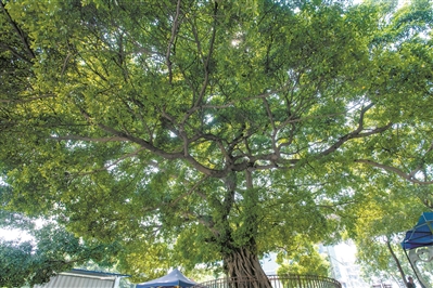 繁茂古榕樹 守護八代人