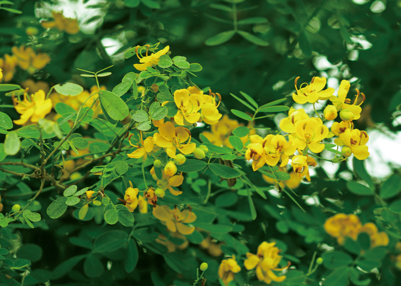 雙莢決明、黃槐