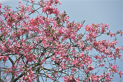 “美人樹”裝扮羊城“粉紅之秋”