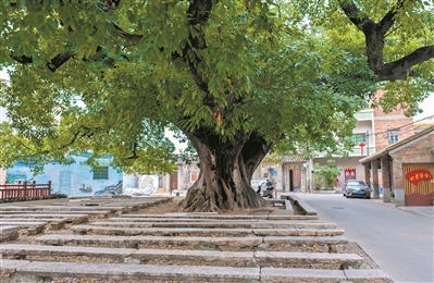 石凳傍古榕 年輪述光陰