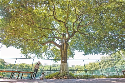 冠蓋遮風雨 果香飄百年