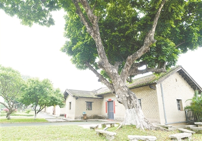 古樹故居 相伴相依