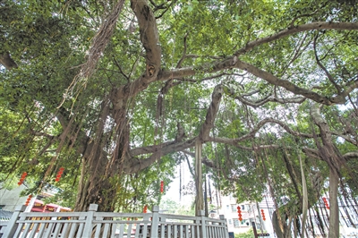 古村有棵 “年輕的樹”