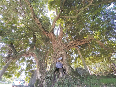 三百余載龍眼樹 年產千斤果實