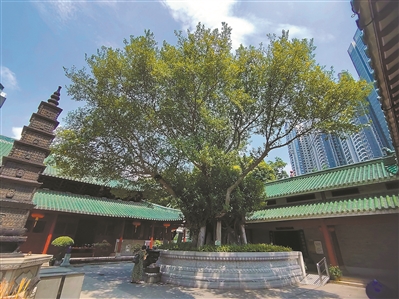 老榕樹見證海幢寺興衰