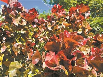 廣州冬天除了落羽杉 “紅葉植物”還有它們