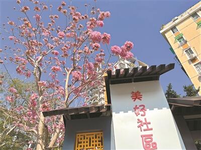 羊城最美“春花” “風鈴木家族”當仁不讓