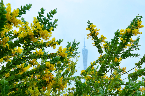 紅的、黃的、紫的……廣州街頭的TA們太驚艷了！