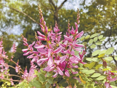 紅花柴盛開 宛如群蝶來