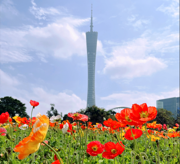 云山珠水滿城綠，羊城無處不飛花