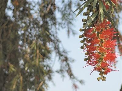 能開紅花的“柳樹”