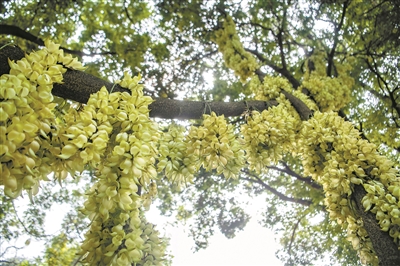 “春日限定”賞花季 到天鹿湖森林公園看禾雀花