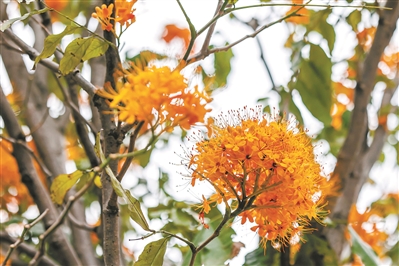 姿態挺拔形似傘、顏色絢麗如篝火——它是開在4月的無憂花