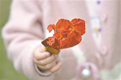 樹姿挺拔、樹冠開闊、四季開花——它是開在五月的火焰木