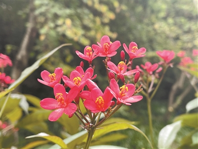 艷麗“日日櫻” 四季常盛開