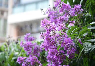 夏季，來花城廣州賞花！大花紫薇、鳳凰花……