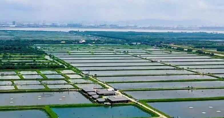 小小青蟹 產值十億 南沙發力建設“藍色糧倉”