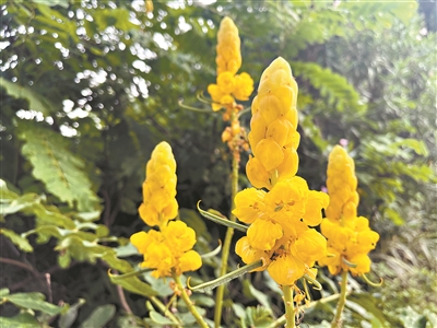 金黃的翅莢決明 為盛夏增一抹亮色