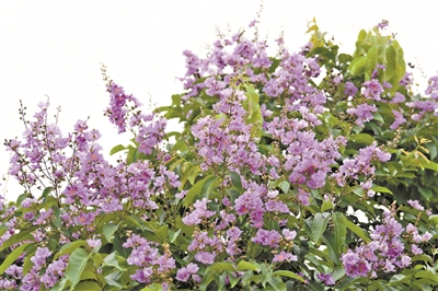 滿樹繁花 燦若煙霞——它是“花有百日紅”的大葉紫薇