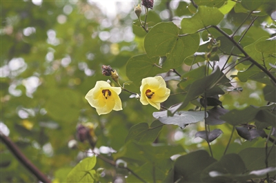 好看好吃又好用 一日兩色的“萬年春”開花啦！