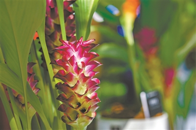 40多種4萬余株姜荷花綻放 廣州白云首屆姜荷花文化節開幕